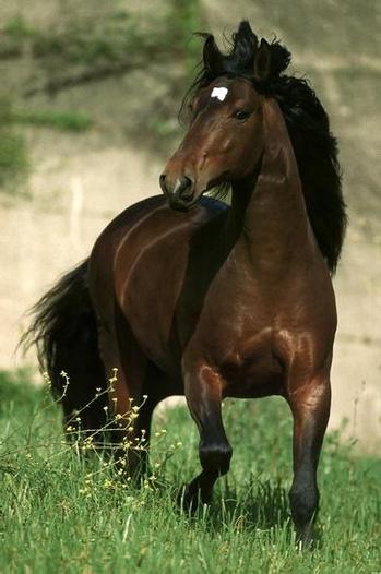 les chevaux